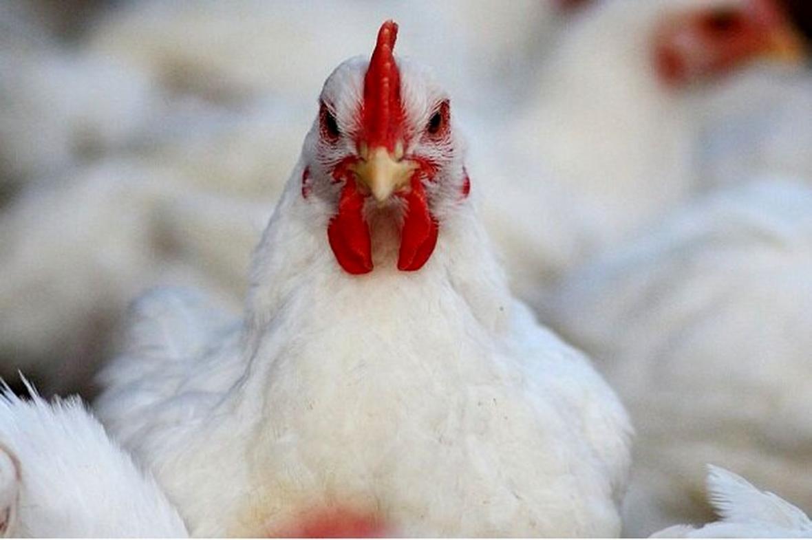 چرا مرغ با نرخ مصوب به دست مصرف کننده نمی رسد؟